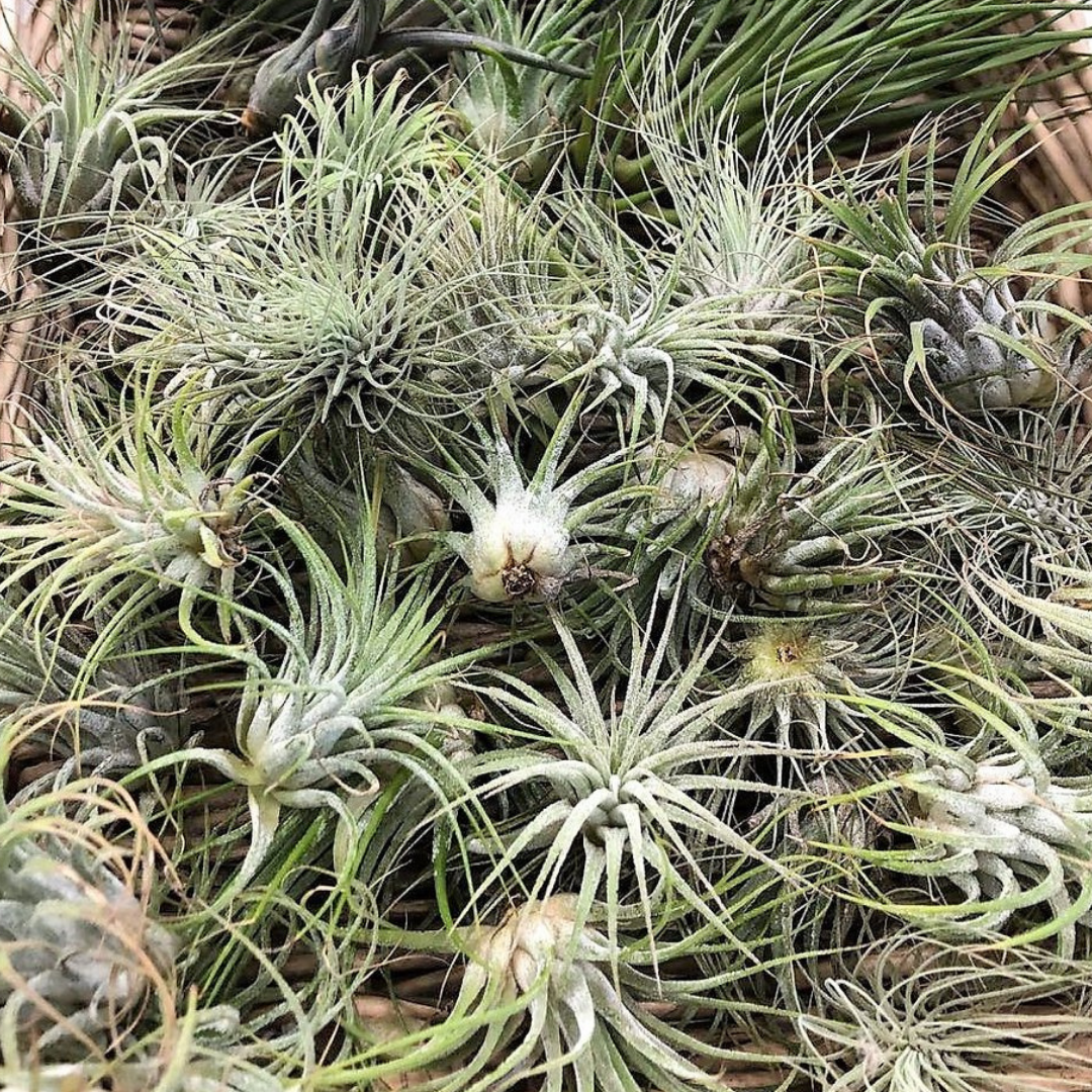 5 Small Air Plants for $20