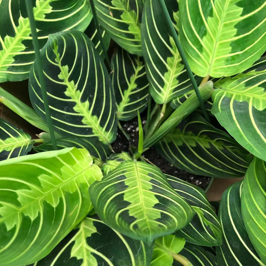 Prayer Plant - Lime in 6” Plastic Pot or Hanging Basket