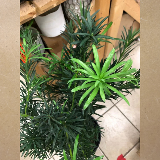 Podocarpus Maki Bush in 10” Plastic Pot