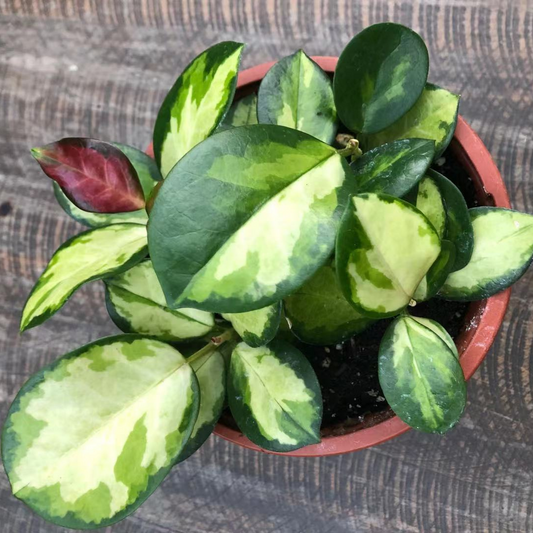 Hoya Australis  Liza in 6” Plastic Pot