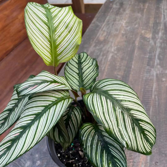 Calathea White Star in 6" Plastic Pot