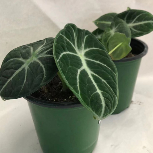 Alocasia Black Velvet in 3.5” Plastic Pot