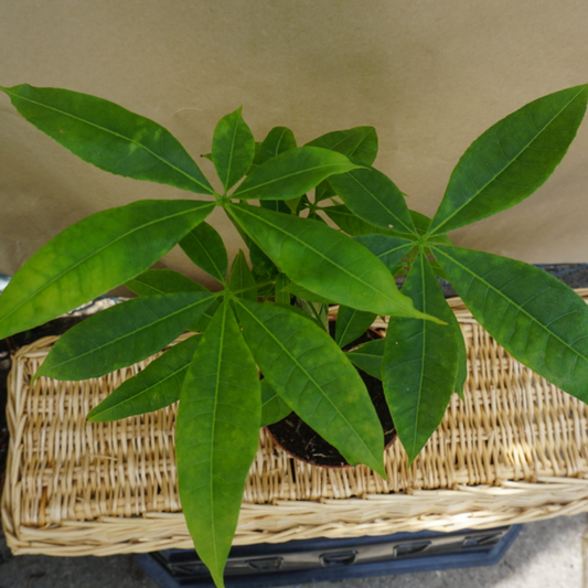 Money Tree in 5" (braided) Plastic Pot