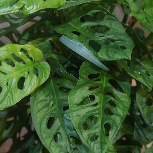 Swiss Cheese Philodendron in 8” Hanging Basket