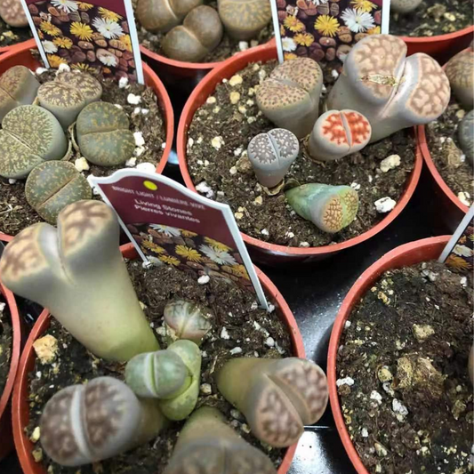 Living Stone / Lithop in 2.5” Plastic Pot
