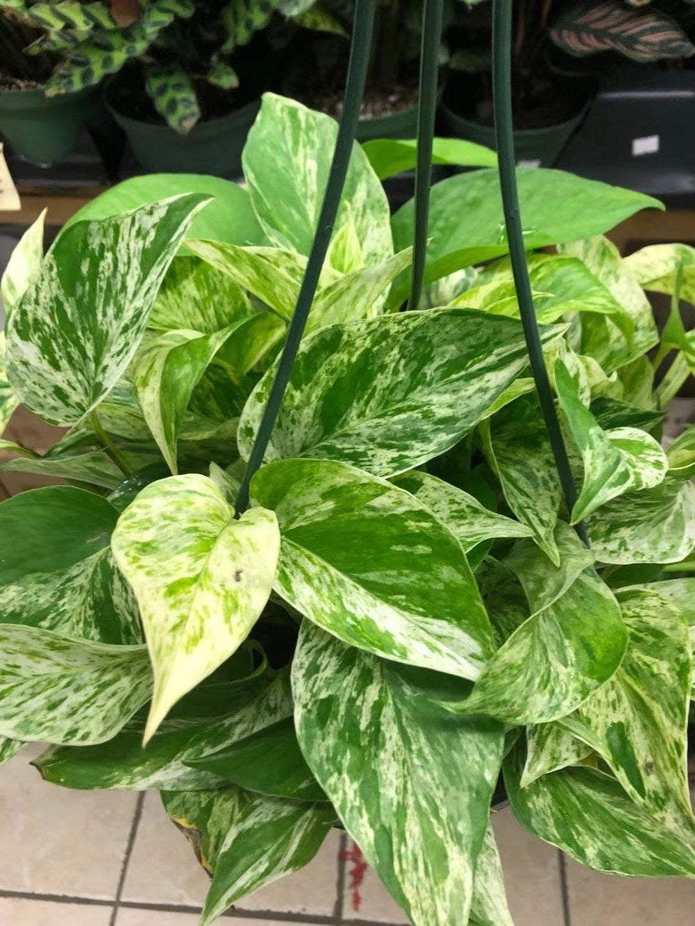Marble Queen Pothos in Plastic Pot or Hanging Basket