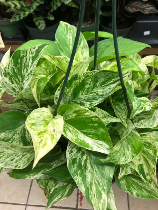 Marble Queen Pothos in Plastic Pot or Hanging Basket