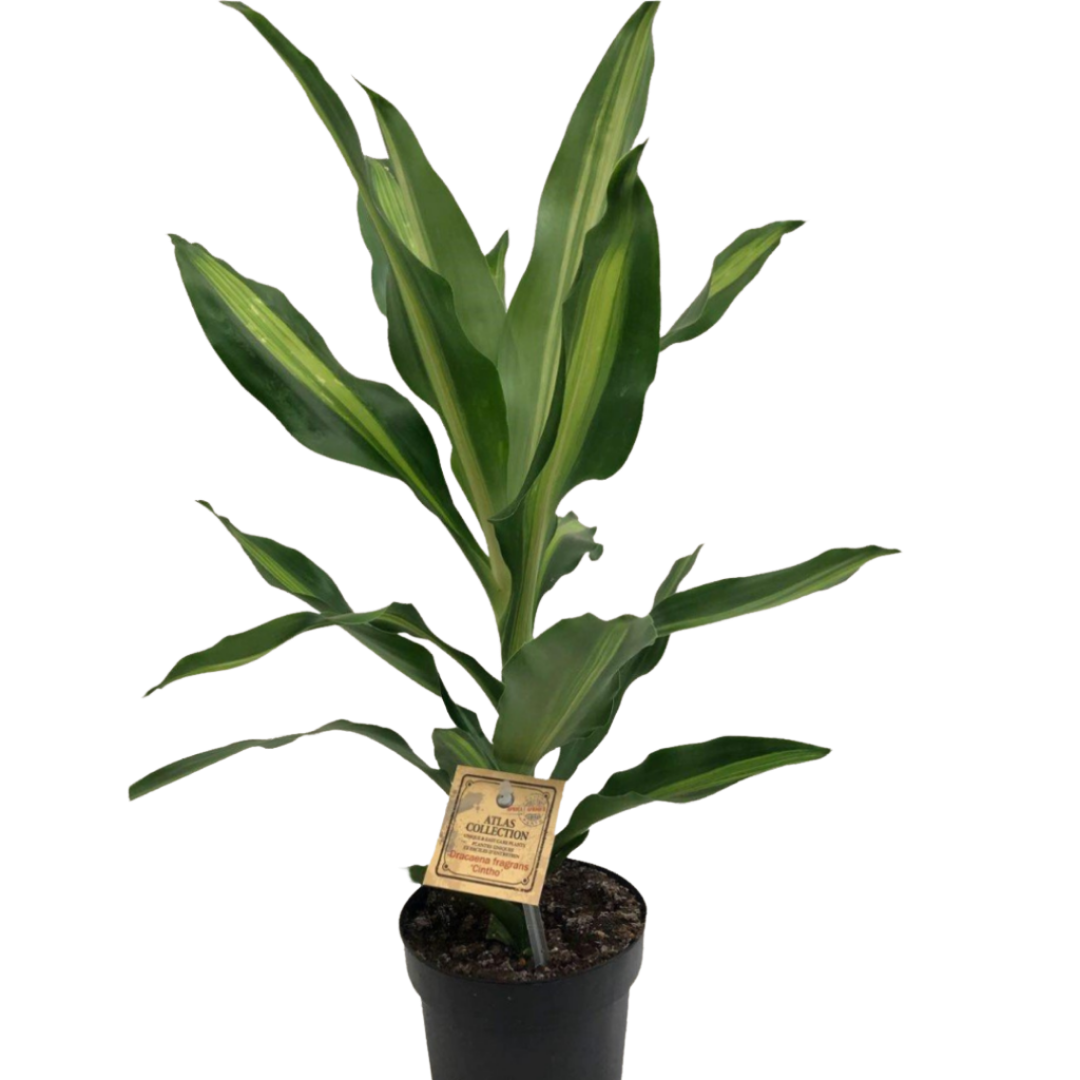 cintho dracaena Dracaena Cintho in 5" Plastic Pot – Queens Fruit Market & Plants