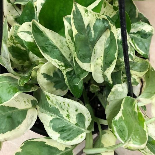 Pearls and Jade Pothos in Hanging Basket