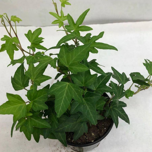English Ivy Green in Plastic Pot