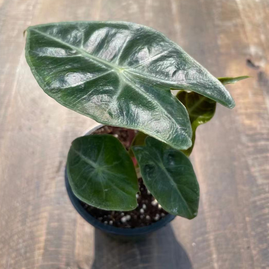 Alocasia Pink Dragon in 3.5” Plastic Pot