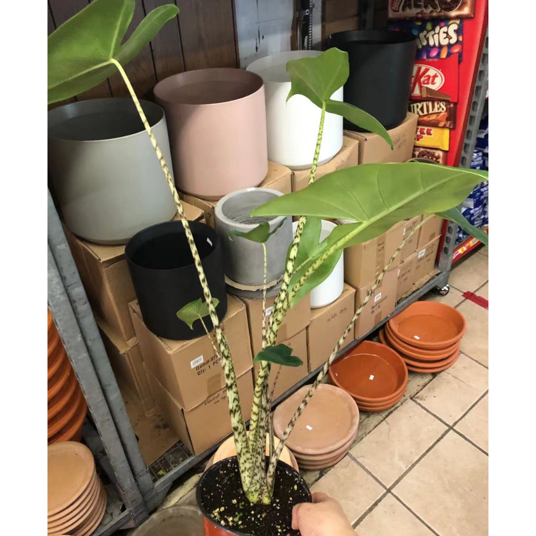 Alocasia Zebrina in 6” Plastic Pot