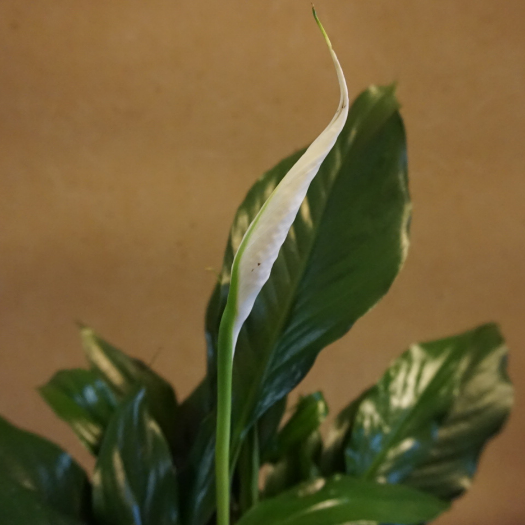 Peace Lily in Plastic Pot