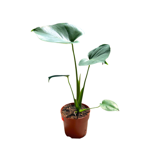 Monstera in 6" Plastic Pot