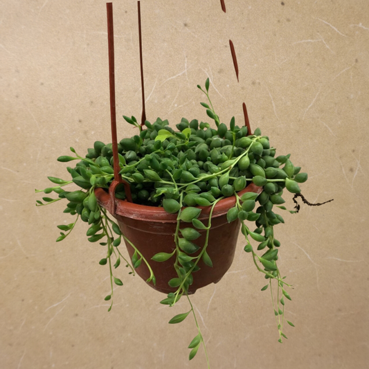 String of Tear Drops in 4” Hanging Basket