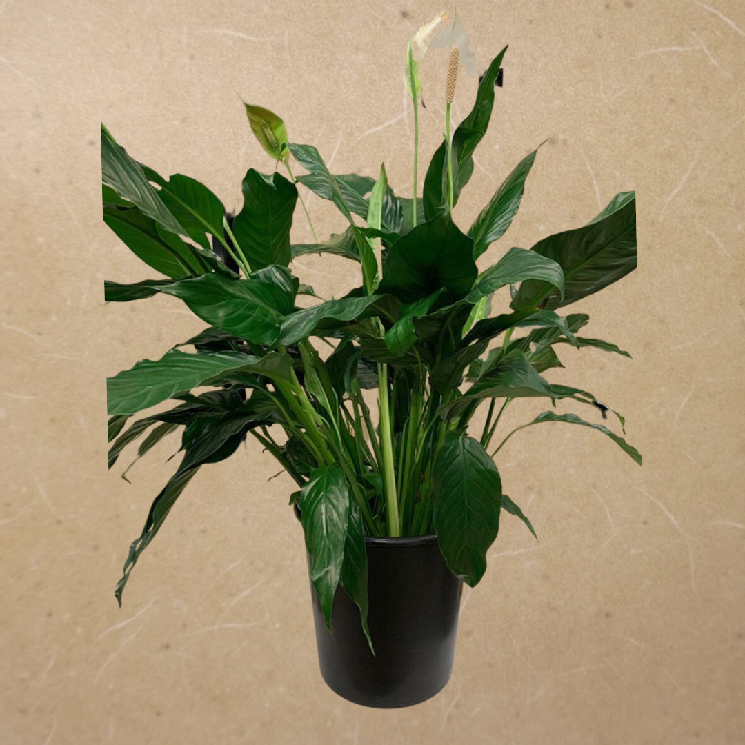 Peace Lily in Plastic Pot