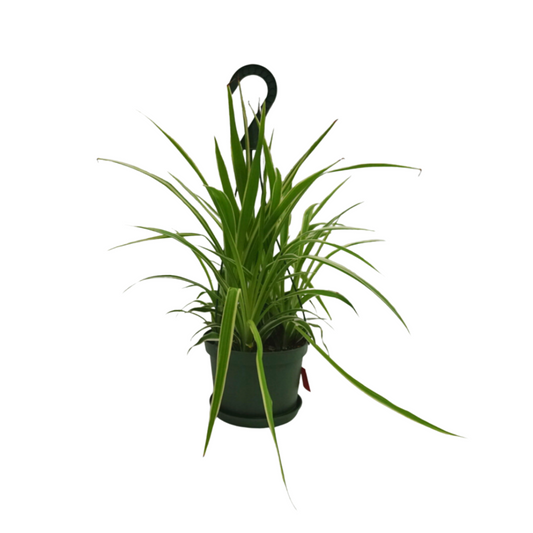 Spider Plant in Hanging Basket