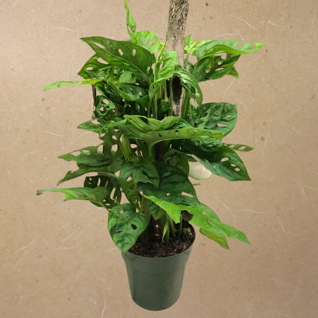 Philodendron Swiss Cheese (on a pole) in Plastic Pot