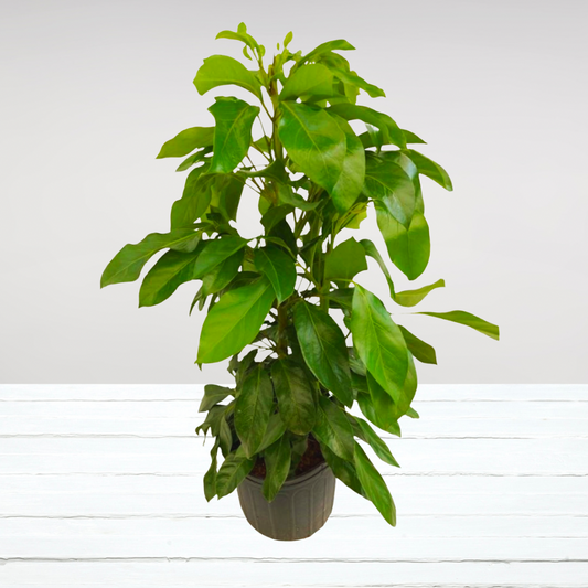 Schefflera Alpine in 10” Plastic Pot