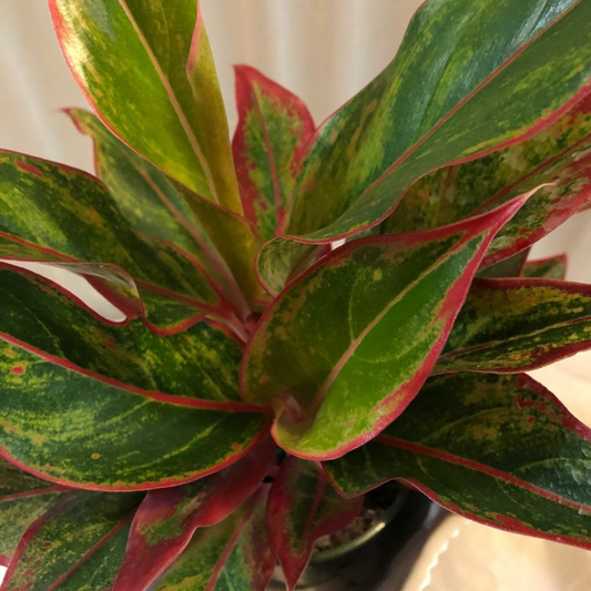 Aglaonema - Siam Red in 5” Plastic Pot