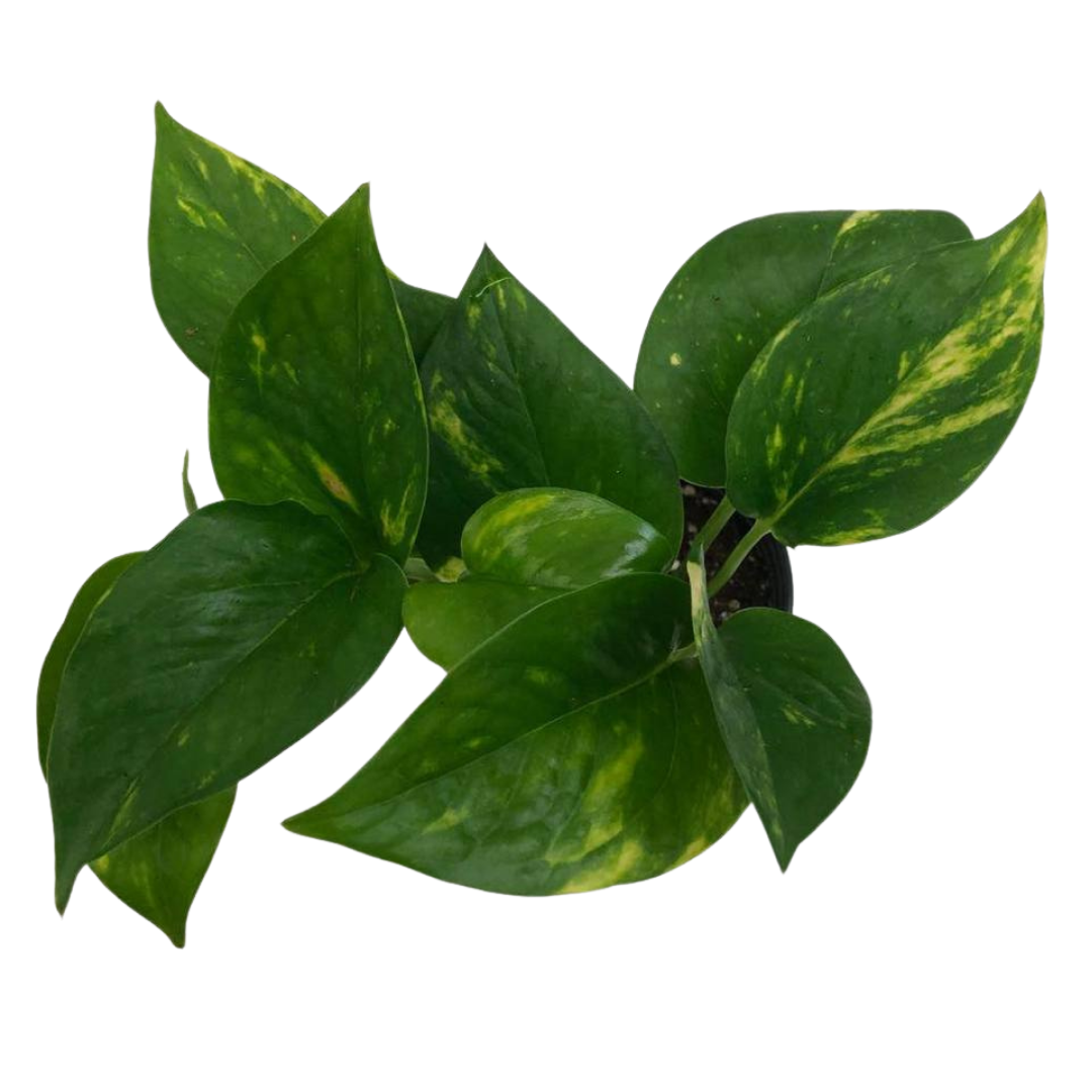 Golden Pothos in Plastic Pot or Hanging Basket
