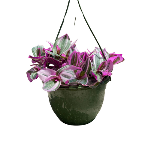 Wandering Jew Nanouk in 8" Hanging Basket