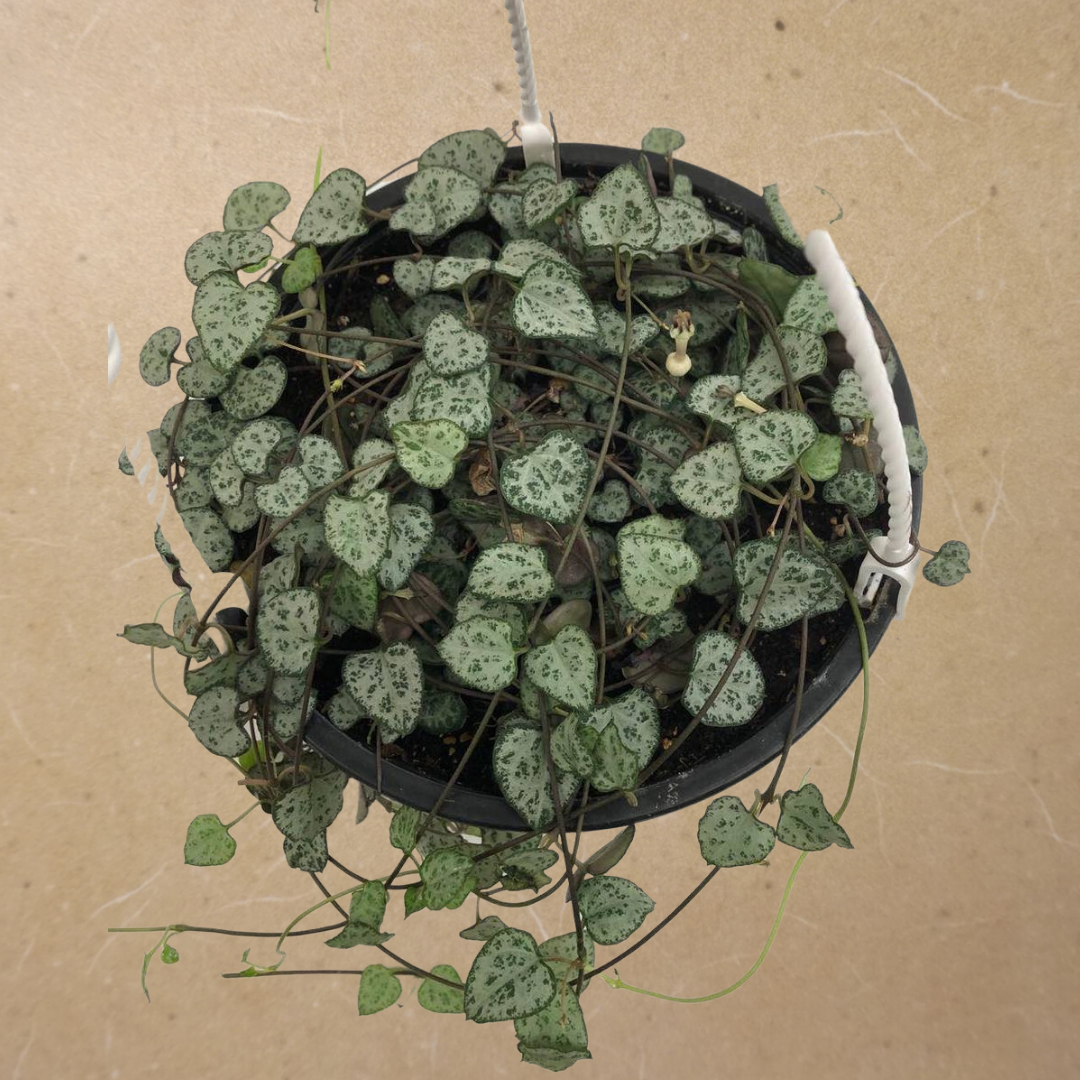 String of Hearts In 6” Hanging Pot