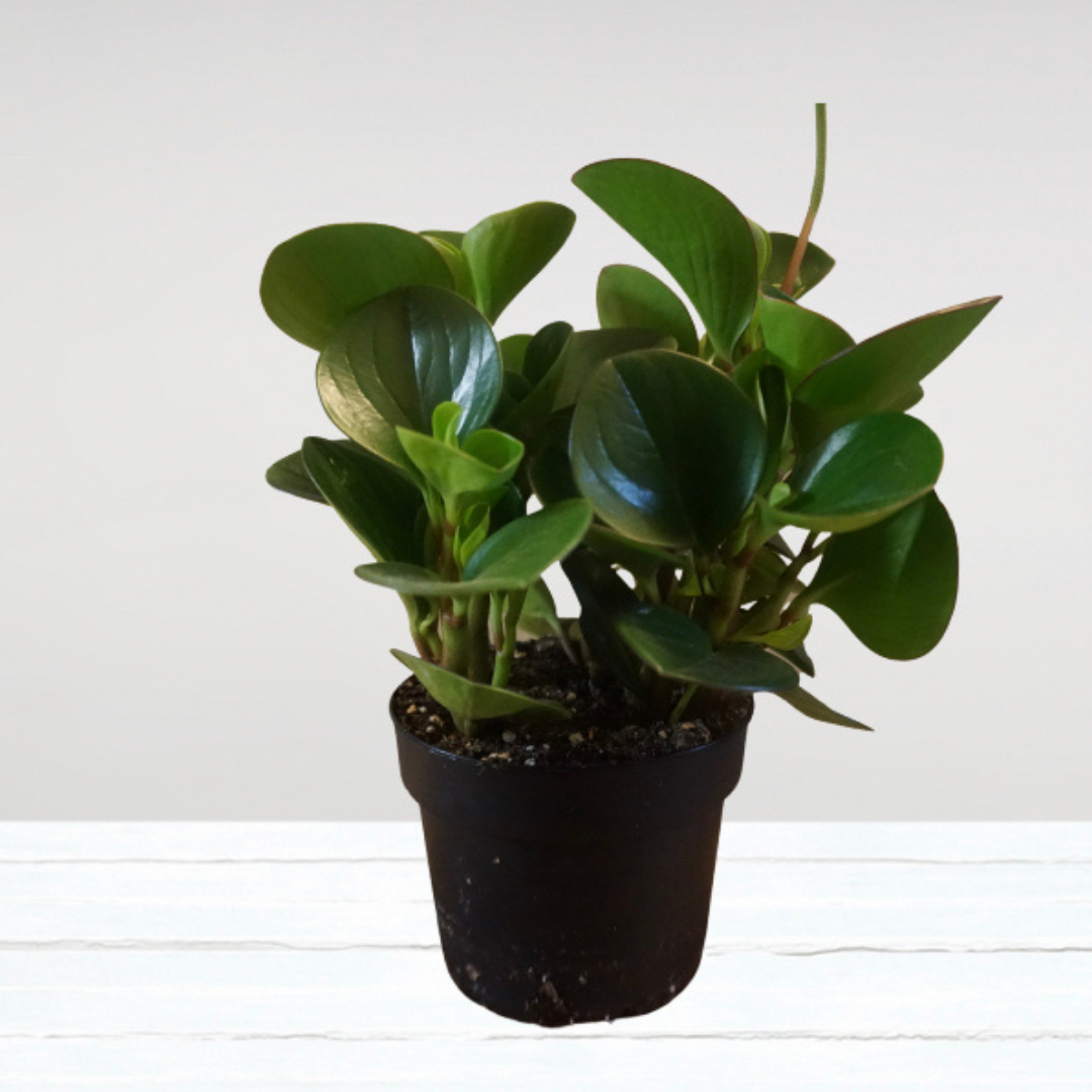 Peperomia Large Green Leaves in Plastic Pot