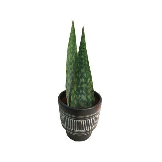 Snake Plant Shark Fin in 6” Plastic Pot