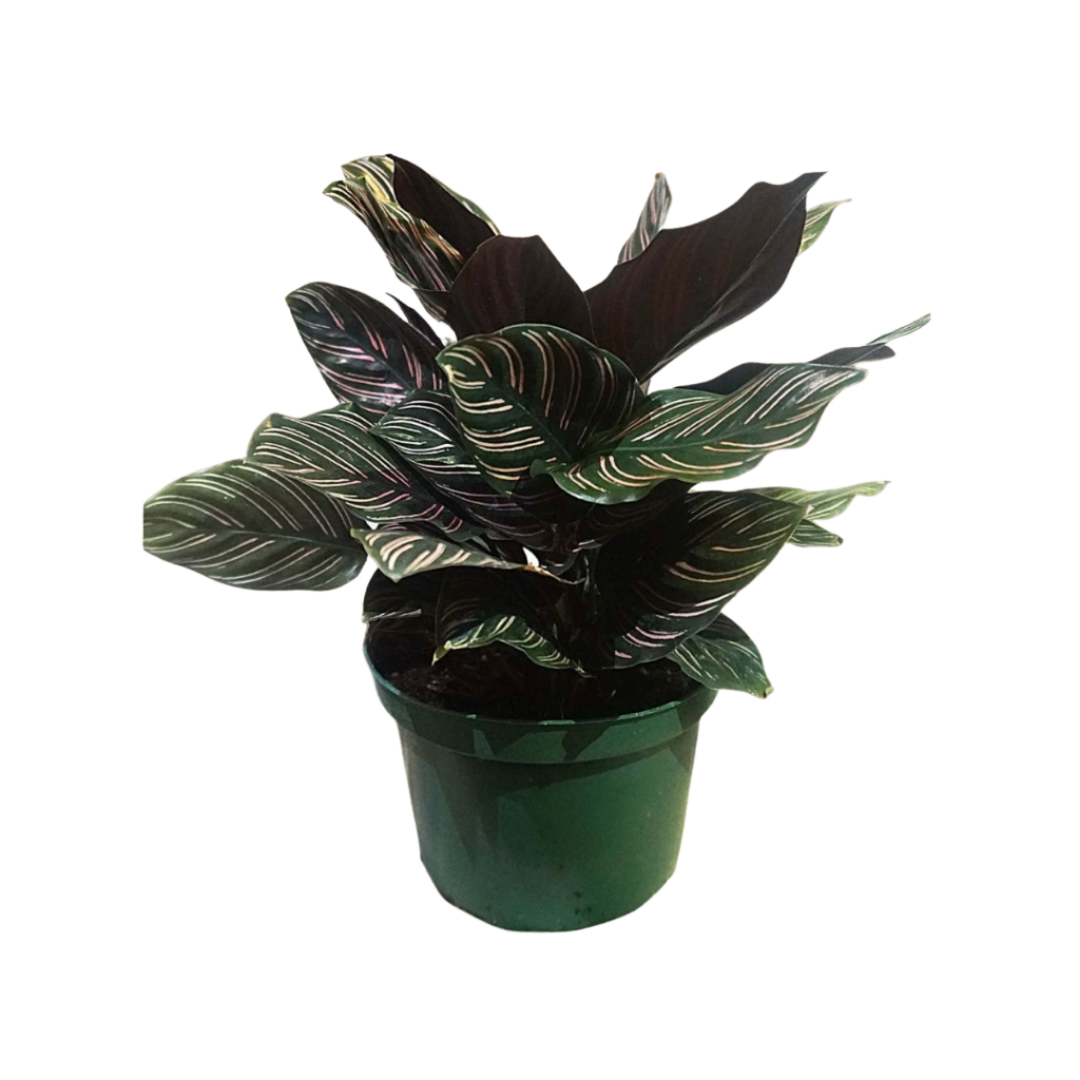 Calathea Ornata in Plastic Pot