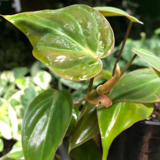 Philodendron Mican in 3” Plastic Pot