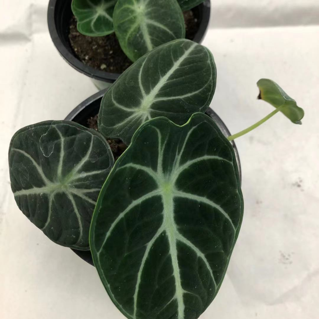Alocasia Black Velvet in 3.5” Plastic Pot