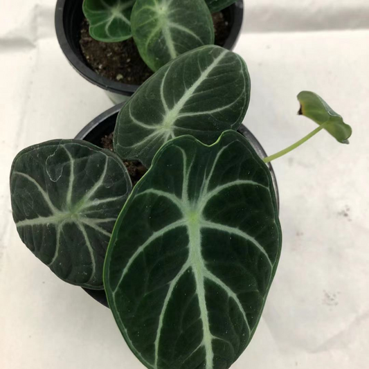 Alocasia Black Velvet in 3.5” Plastic Pot