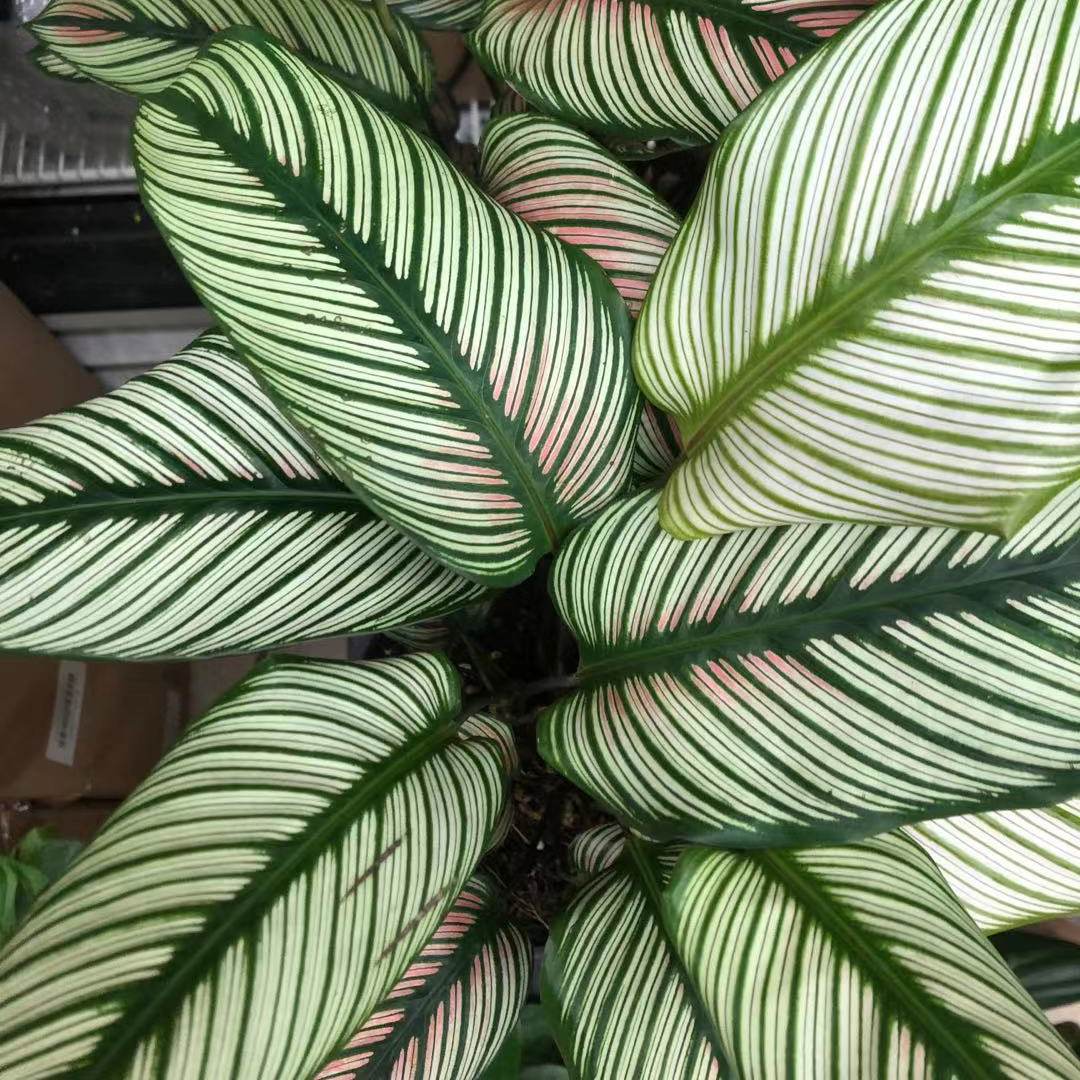 Calathea White Star in 6" Plastic Pot