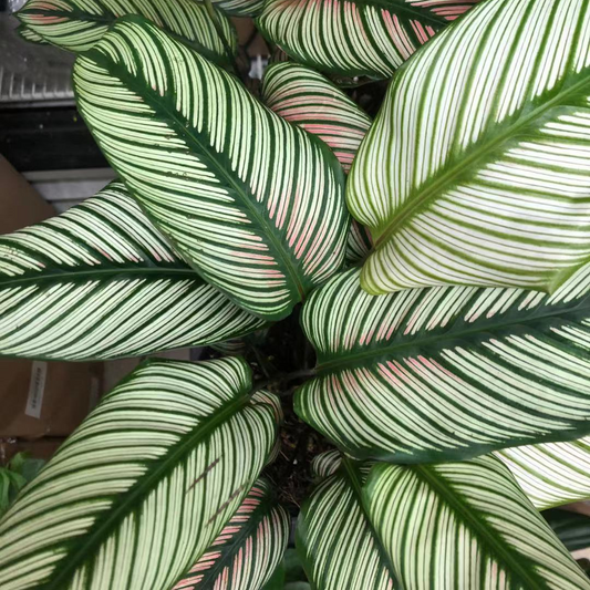 Calathea White Star in 6" Plastic Pot