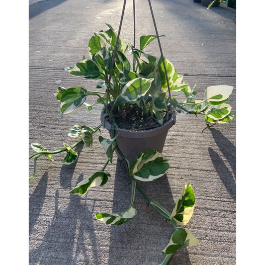 Pearls and Jade Pothos in Hanging Basket