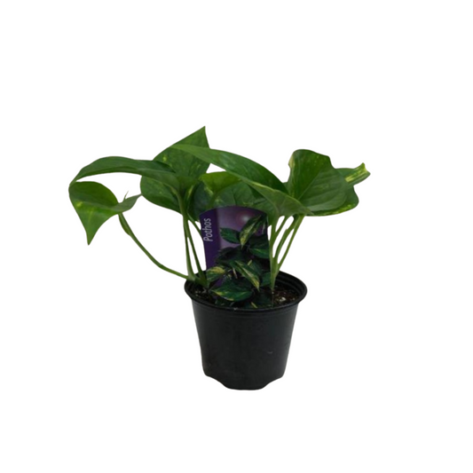 Golden Pothos in Plastic Pot or Hanging Basket