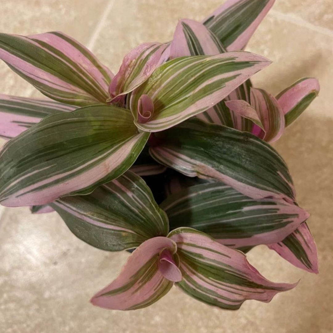Tradescantia Nanouk (Wandering Jew) in 3.5” Plastic Pot