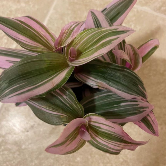 Tradescantia Nanouk (Wandering Jew) in 3.5” Plastic Pot