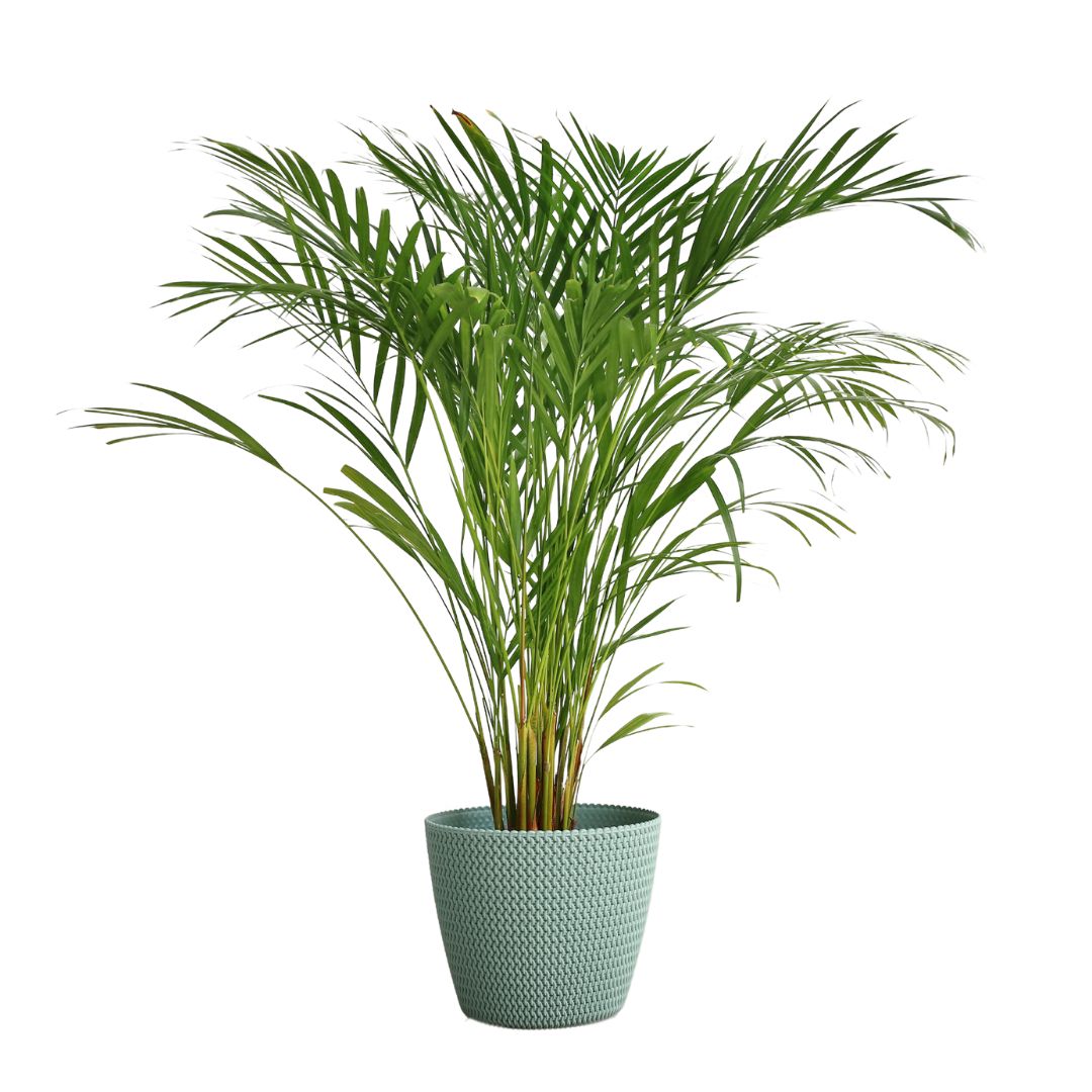 Areca Palm in Plastic Pot