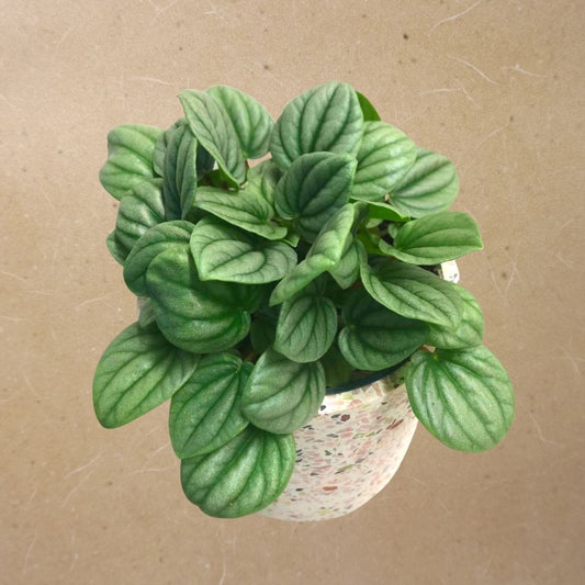 Peperomia Frost in Plastic Pot