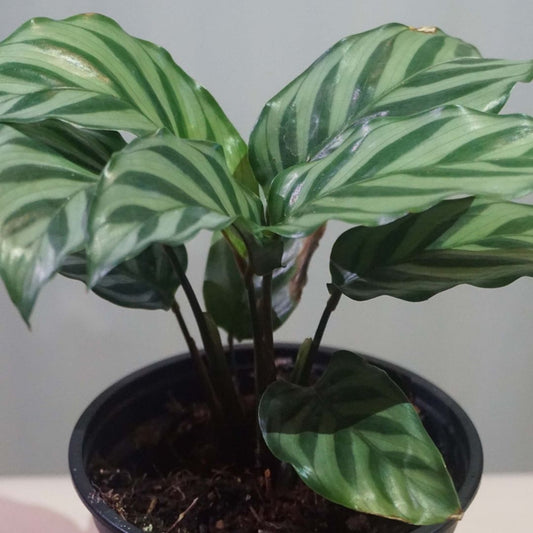 Calathea Burle Marx in Plastic Pot