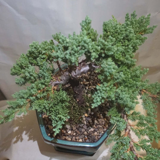 Large Juniper Bonsai Tree in Ceramic Pot (Green)