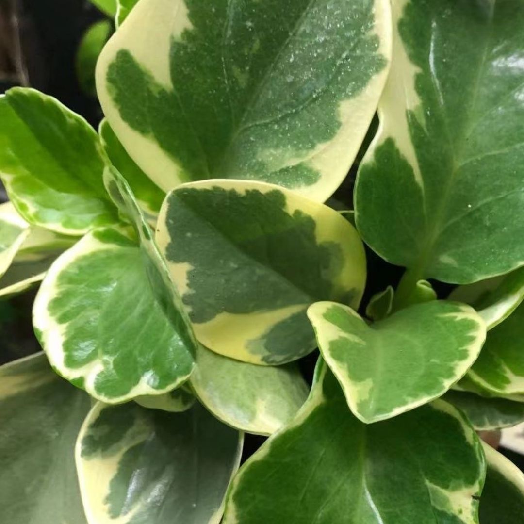 Peperomia Variegated White in 5” Plastic Pot