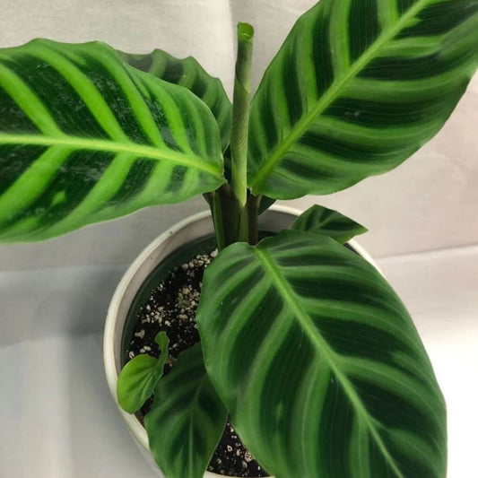 Calathea Zabrina in 6” Plastic Pot