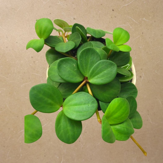 Peperomia Hope in 4” Plastic Pot