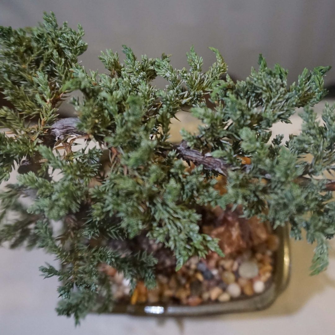 Medium Juniper Bonsai Tree in Ceramic Pot (Olive)