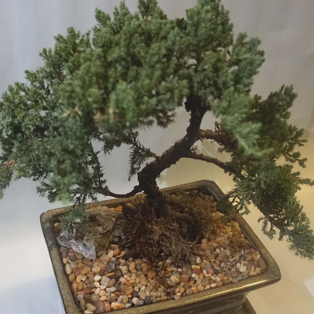 Large Juniper Bonsai Tree in Ceramic Pot (Olive)