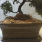 Large Juniper Bonsai Tree in Ceramic Pot (Olive)