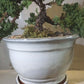Large Juniper Bonsai Tree in Ceramic Pot (White)
